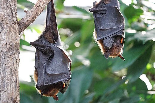 Fledermäuse hängen im Baum