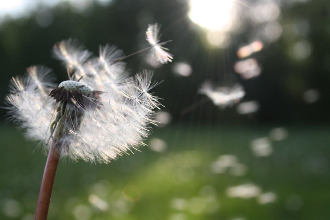 Foto: Pexels